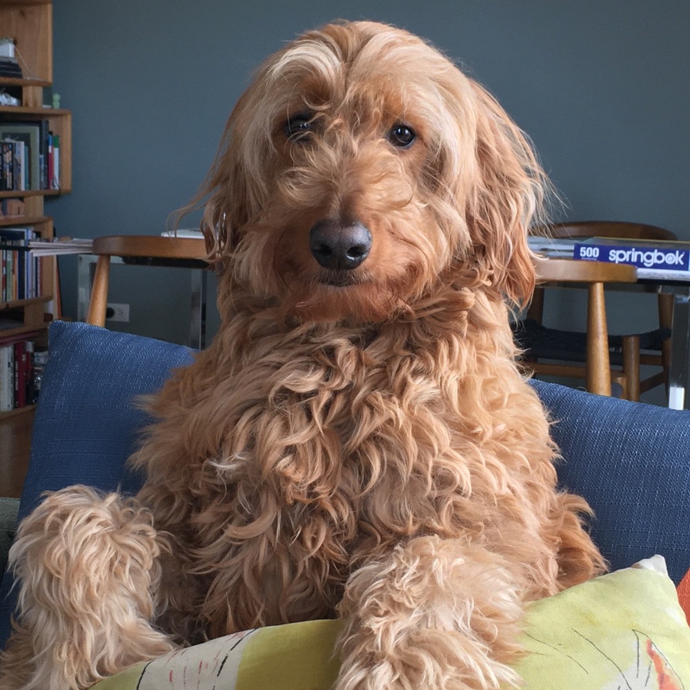 Meet your Posher, Zach